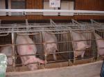 Schweine im Tierversuch Schweine im Tierversuch