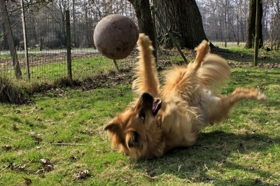 Die Hundeversicherung bietet Sicherheit auch bei kleinen Schäden Die Hundeversicherung bietet Sicherheit auch bei kleinen Schäden