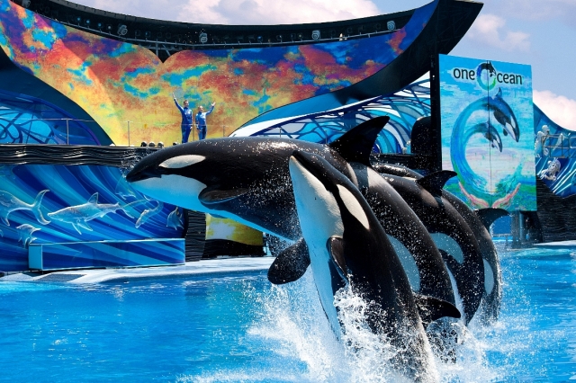 ONE OCEAN KILLERWAL-SHOW IN SEAWORLD ORLANDO ERÖFFNET ONE OCEAN KILLERWAL-SHOW IN SEAWORLD ORLANDO ERÖFFNET