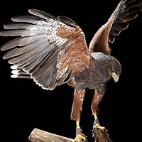 Der Wüstenbussard bei der Landung. Der Wüstenbussard bei der Landung.