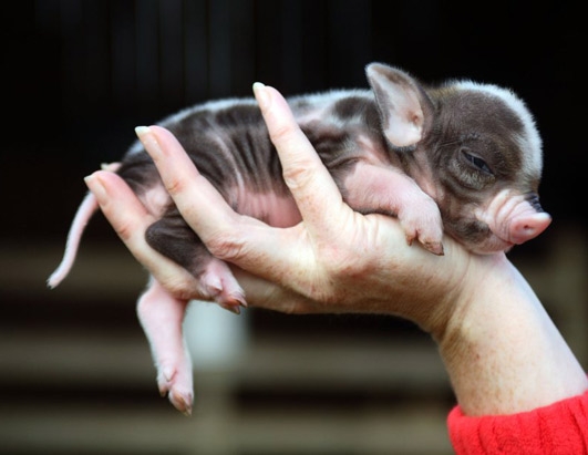 Bund deutscher Tierfreunde e.V.: Immer mehr Minischweine landen im Tierheim Bund deutscher Tierfreunde e.V.: Immer mehr Minischweine landen im Tierheim