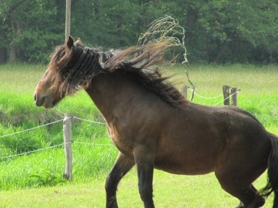 Pferdehaftpflichtversicherung: Oftmals hat der Halter keine Möglichkeit, Schäden zu verhindern Pferdehaftpflichtversicherung: Oftmals hat der Halter keine Möglichkeit, Schäden zu verhindern