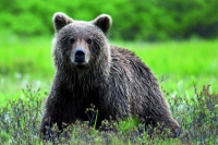 Braunbär