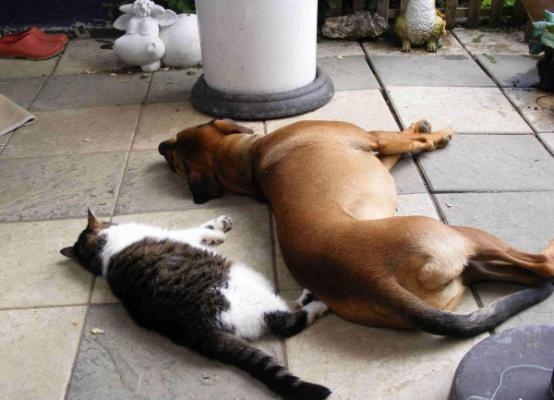 Teilnehmen und gewinnen: Der Hunde-Fotowettbewerb der iak GmbH prämiert die witzigsten Hundebilder Teilnehmen und gewinnen: Der Hunde-Fotowettbewerb der iak GmbH prämiert die witzigsten Hundebilder
