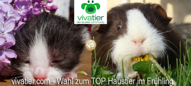 Vivatier.com wählt das