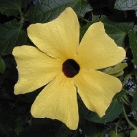 Kalifornische Essenz - MFCalifornica von FloraCura