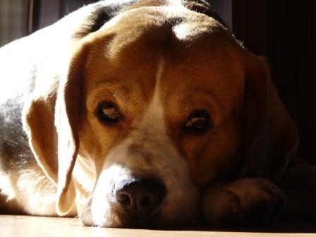 Hundehaftpflichtversicherung: Verursacht Bello einen Unfall im Straßenverkehr, wird es richtig teuer Hundehaftpflichtversicherung: Verursacht Bello einen Unfall im Straßenverkehr, wird es richtig teuer