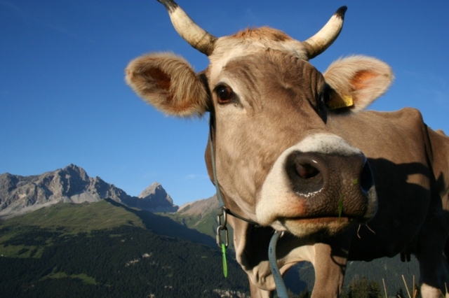 Traumjobs Graubünden Traumjobs Graubünden