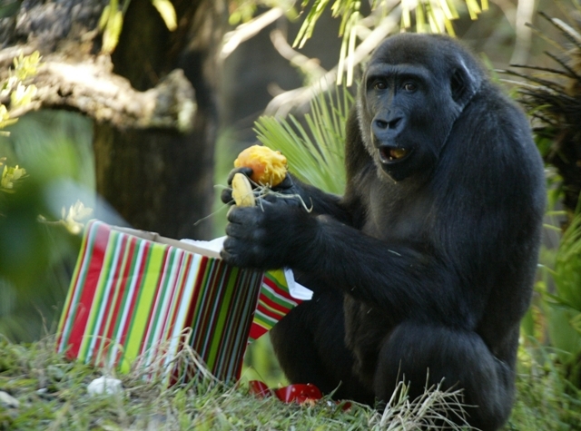 BUSCH GARDENS TAMPA: LIVE BEI DER TIERPFLEGE DABEI BUSCH GARDENS TAMPA: LIVE BEI DER TIERPFLEGE DABEI