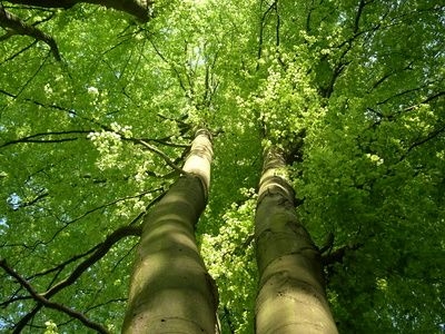 Grüne Produkte schonen Natur und Umwelt