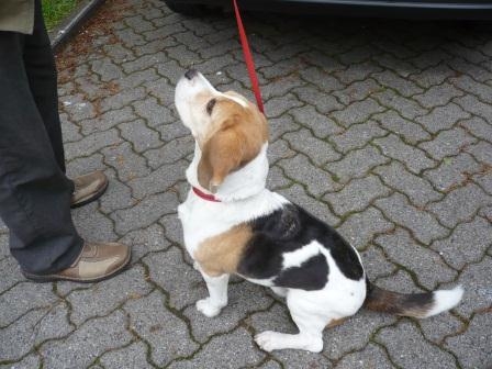 Hundeversicherung wird immer wichtiger: In Wittlich rücken Hundehalter in den Fokus der Polizei Hundeversicherung wird immer wichtiger: In Wittlich rücken Hundehalter in den Fokus der Polizei