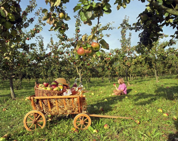 Fruchtbare Rendite mit Obst ausökologischem Anbau