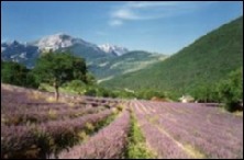 Frühling mit Lavendelduft. Haute Provence