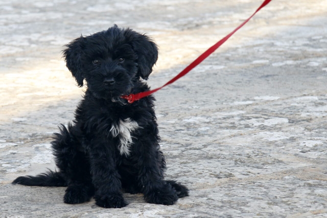 Der Hund des Präsidenten Obama