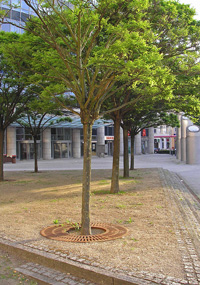Weißgerber Lesezirkel spendet einen Straßenbaum