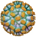 Norovirus Norovirus