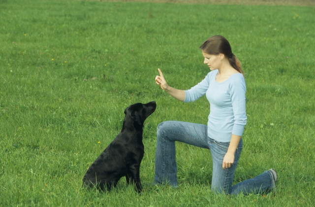 Aktuelle Fressnapf-Umfrage: Besuchen Hund und Herrchen eine Hundeschule?