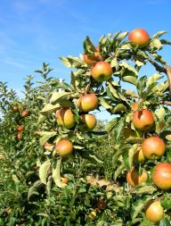 Frischer Apfel Frischer Apfel