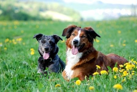 Hundeversicherung: Nun auch Pflichtgesetz in Niedersachsen Hundeversicherung: Nun auch Pflichtgesetz in Niedersachsen