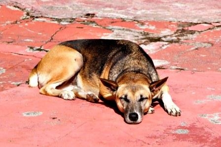 Die Hundehaftpflichtversicherung zum Schutz für Hund und Herrchen