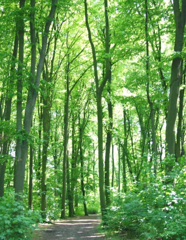 HKI: Trotz intensiver Nutzung - Nach wie vor wachsen in Deutschland die Wälder HKI: Trotz intensiver Nutzung - Nach wie vor wachsen in Deutschland die Wälder