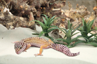 Der Hingucker schlechthin: Ein Leopardgecko im Wüstenterrarium.  Foto: sera 