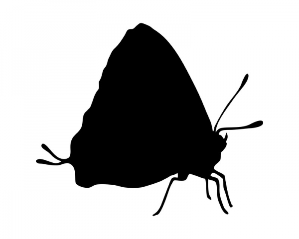 Biologische Mottenbekämpfung mit Schlupfwespen Biologische Mottenbekämpfung mit Schlupfwespen