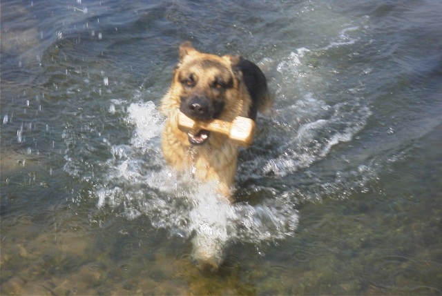 Bund Deutscher Tierfreunde rät zur vorzeitigen Reiseplanung mit Hund