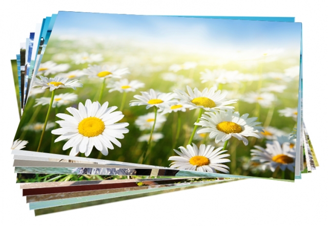 Fotowettbewerb zur BUGA 2011: Der Lieblingsplatz im Garten oder das allerschönste Blumenfoto Fotowettbewerb zur BUGA 2011: Der Lieblingsplatz im Garten oder das allerschönste Blumenfoto