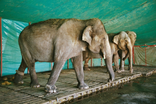 Deutscher Tierhilfe Verband fordert Verbot der Wildtierhaltung im Zirkus Deutscher Tierhilfe Verband fordert Verbot der Wildtierhaltung im Zirkus