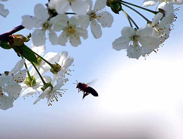 Tag des Gartens - Naturheilmittel sind eine echte Alternative