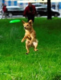 Egal für welchen Sport sich Hund und Herrchen entscheiden - mit der AGILA sind sie jederzeit gut ges