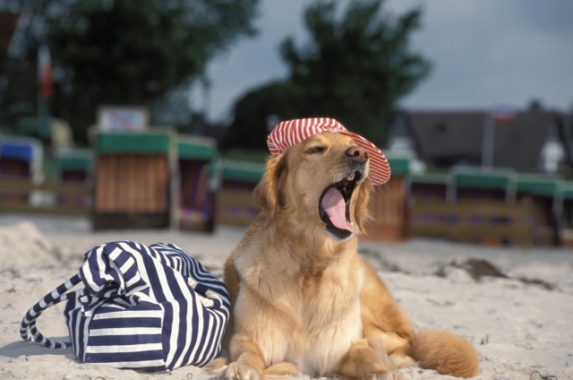 Endlich Ferien: So wird der Urlaub auch für Heimtiere zur schönsten Zeit des Jahres Endlich Ferien: So wird der Urlaub auch für Heimtiere zur schönsten Zeit des Jahres