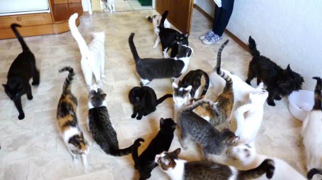 aktion tier entlarvt animal hoarderin