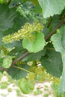 Blühender Wein (J5)
