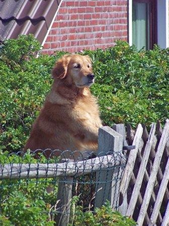 Die Hundehaftpflichtversicherung sorgt für Eintracht im Bekanntenkreis Die Hundehaftpflichtversicherung sorgt für Eintracht im Bekanntenkreis