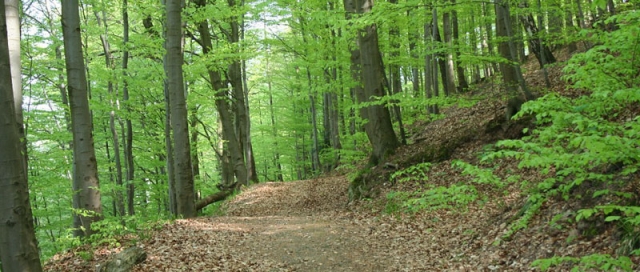 Urlaub im Harz wird bei den Deutschen immer beliebter Urlaub im Harz wird bei den Deutschen immer beliebter