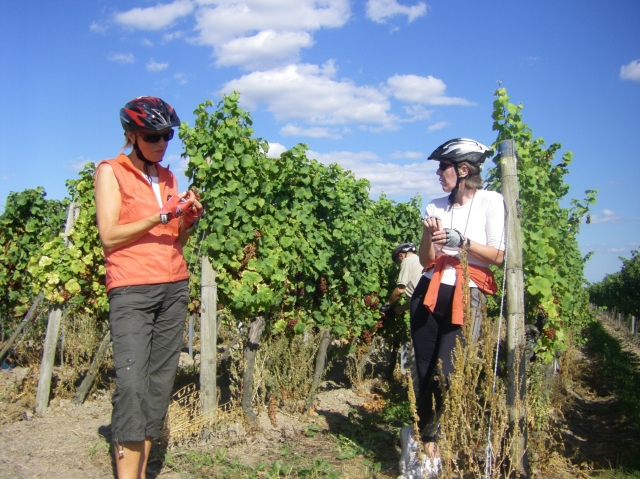 Weinlesezeit - eine ideale Zeit zum Genussradeln oder Genusswandern an der Deutschen Weinstraße Weinlesezeit - eine ideale Zeit zum Genussradeln oder Genusswandern an der Deutschen Weinstraße