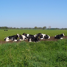 LactoPlus 2000 sichert auch bei Hitze die Energieversorgung der Kuh. LactoPlus 2000 sichert auch bei Hitze die Energieversorgung der Kuh.