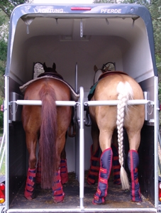 Transportgamaschen beim Pferdetransport - Beinschutz oder Risikofaktor? Transportgamaschen beim Pferdetransport - Beinschutz oder Risikofaktor?