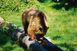 Nationalpark Bär