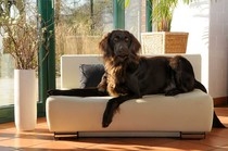 Hochwertige Hundesofas bei Sofaonline24.de
