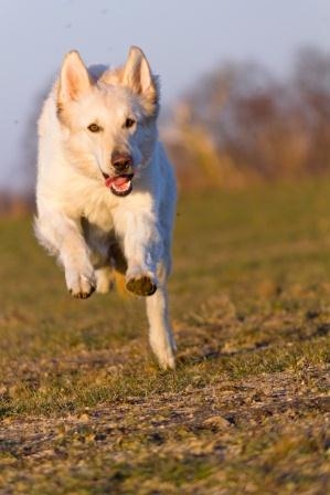 Hundekrankenversicherung: Für die schönsten Wochen des Jahres unentbehrlich Hundekrankenversicherung: Für die schönsten Wochen des Jahres unentbehrlich