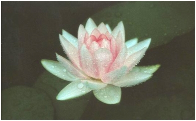 Lotus Tee - Das Geheimnis der Reinheit und Jugendlichkeit Lotus Tee - Das Geheimnis der Reinheit und Jugendlichkeit