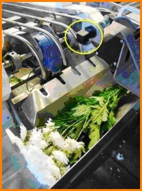 Ultraschallsensoren im Einsatz beim Abpacken von Schnittblumen Ultraschallsensoren im Einsatz beim Abpacken von Schnittblumen