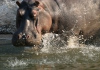 Der Rauch der donnert - Copyright by NaturVision Der Rauch der donnert - Copyright by NaturVision