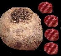 Rote Bete – Der natürliche Blutdrucksenker Rote Bete – Der natürliche Blutdrucksenker