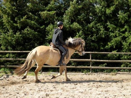 Pferdeversicherung: wichtiges Urteil zum Thema Reitbeteiligung Pferdeversicherung: wichtiges Urteil zum Thema Reitbeteiligung