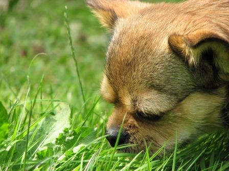 Die Hundehaftpflichtversicherung ist Sicherheit im Schadensfall für Frauchen und Herrchen Die Hundehaftpflichtversicherung ist Sicherheit im Schadensfall für Frauchen und Herrchen