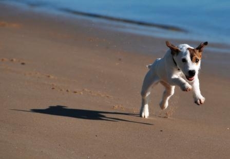 Hundeurlaub - für die schönsten Wochen im Jahr für Hund und Familie
